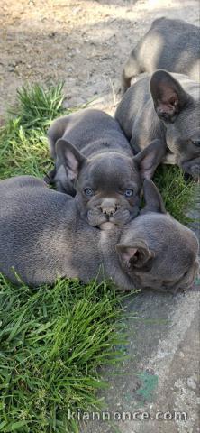 Bouledogue Français chiots sky blue