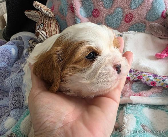 Adopter chiot cavalier king charle disponible 