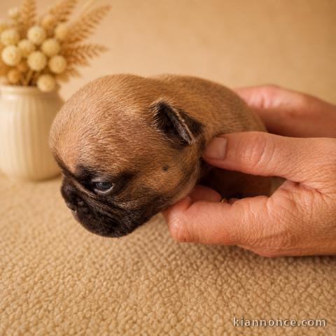 Chiots bouledogue français à adopter 