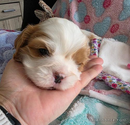 Je donne chiot cavalier king charle 