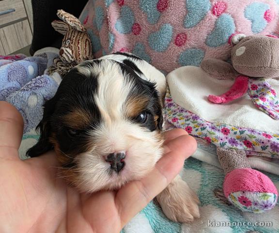 Je donne chiot cavalier king charle 