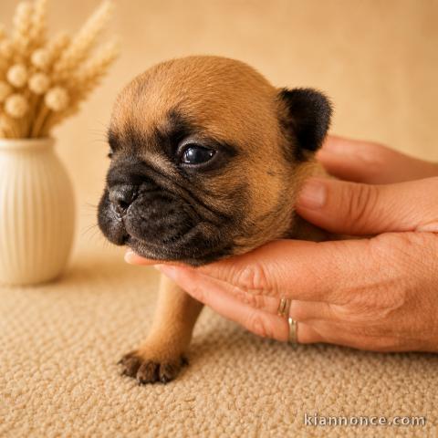 Chiot bouledogue français disponible 
