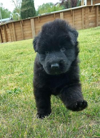 Chiot Berger allemand a donné 