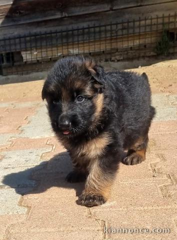 Adoption chiot Berger allemand 