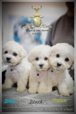 Bichon Frisé chiots à vendre