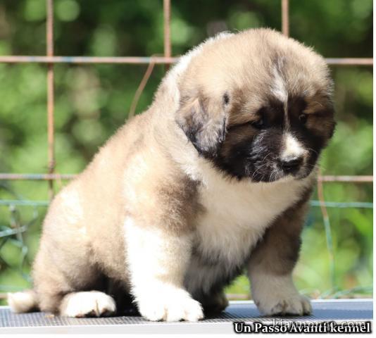 Chien de berger du Caucase – Magnifiques chiots femelles