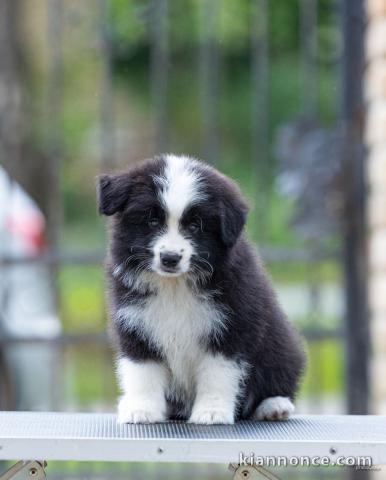 Border collie chiots à vendre