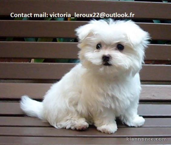 Donne magnifique petite femelle bichon maltais 