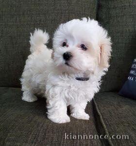 Donne magnifique petite femelle bichon maltais 