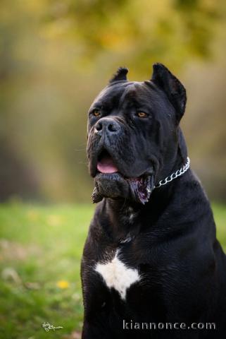 Cane Corso – mâle à vendre
