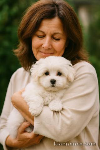 Belle petite femelle bichon maltais à donner 