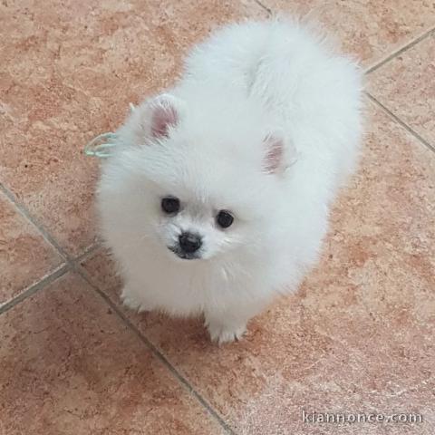 Chiots Spitz allemand nain a donner