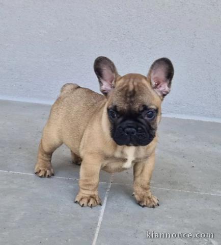 Chiot Bouledogue Français a donner