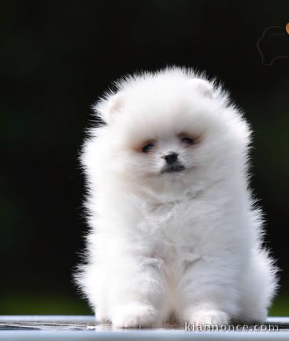 Poméranien Boo – magnifiques chiots