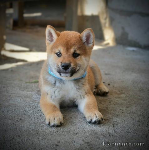 Shiba Inu – Magnifiques chiots