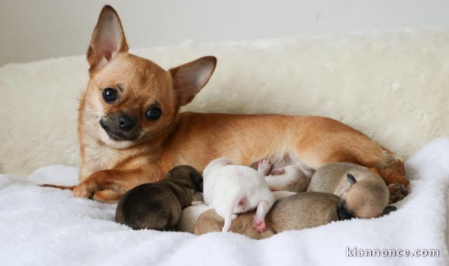 magnifique chiot chihuahua