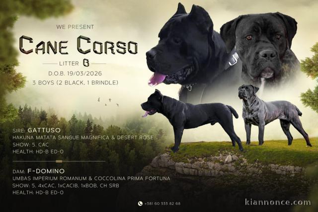 Cane Corso magnifiques chiots