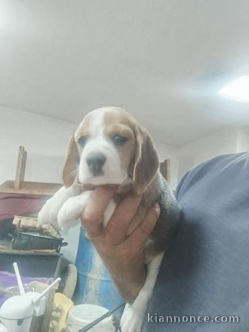 Beagle chiots à vendre