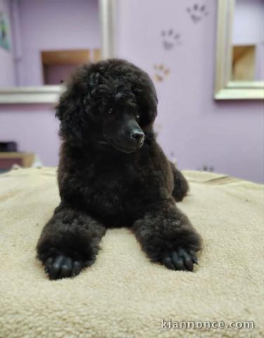 Caniche nain – chiots à vendre