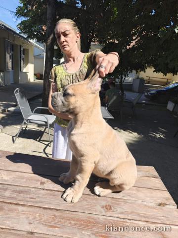 Cane Corso – Chiots mâles Formentino à vendre