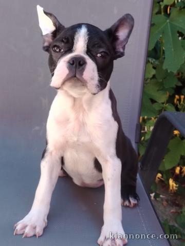 Boston Terrier – Chiots