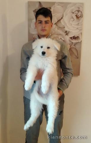 Berger Blanc Suisse – chiots