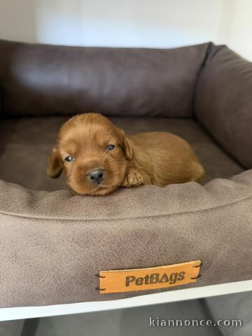 Cockapoo chiots à vendre