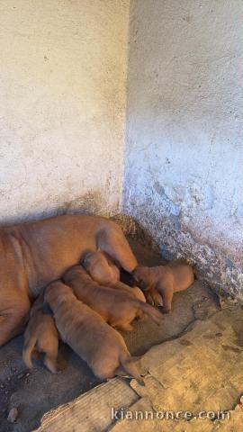 Dogue de Bordeaux chiots
