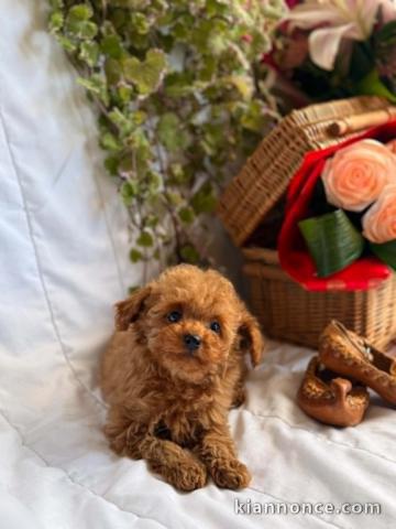 Magnifiques chiots caniche toy et nain