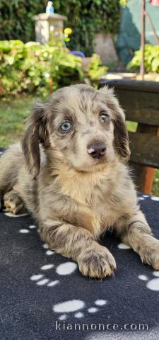 Chiots teckels à poil long à vendre