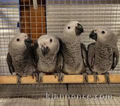 Jeunes Perroquets Gris du Gabon
