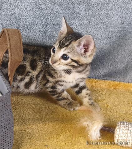 Chaton Bengal a donné 
