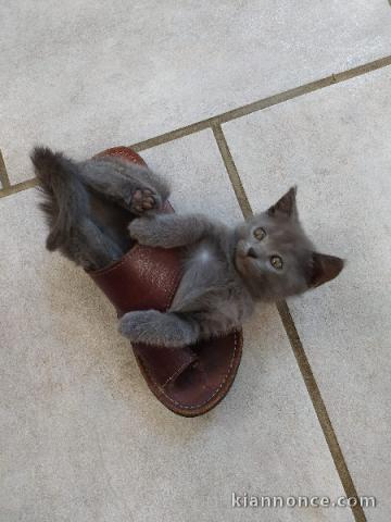 Je donne mon chaton chartreux 