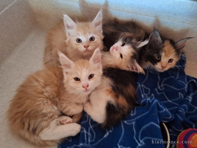 Magnifique chaton Maine coon disponible 