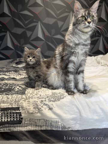 Chatons main coon disponible 