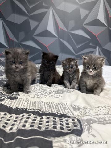 Adoption chaton Maine coon disponible 