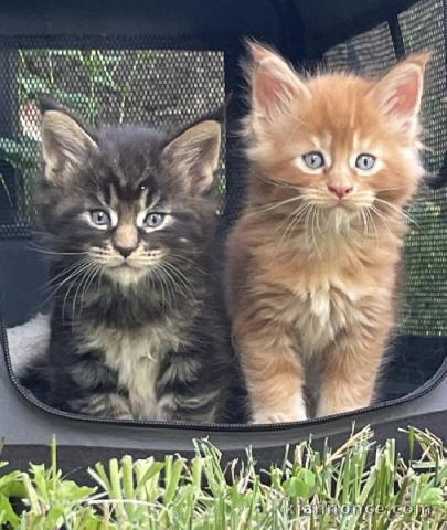 Je donne chaton Maine coon 