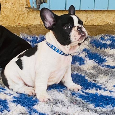 Adorable chiot bouledogue français 