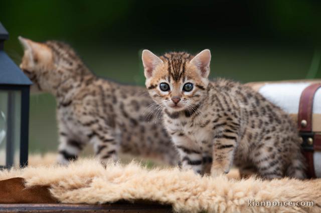 Bébé chaton Bengal disponible 