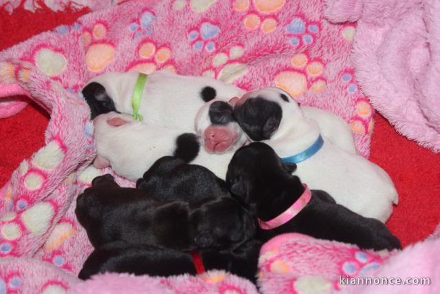 Annonces chiots bouledogue français 