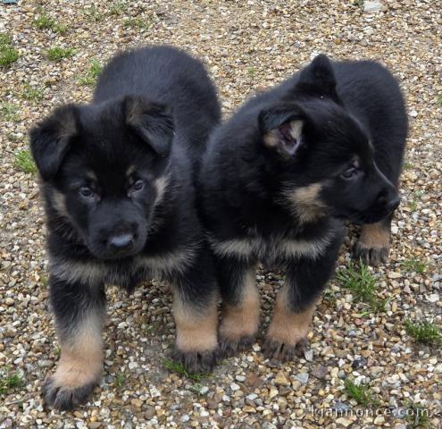 Magnifique chiots berger allemand 