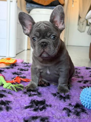 Adorable chiot bouledogue français mâle 