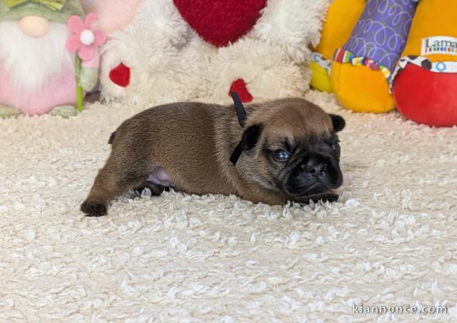 Bouledogue français pour adoption 