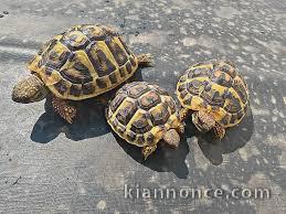 Tortues terrestres Herman/hermanni 