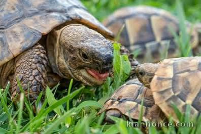 Tortues de terre à vendre 