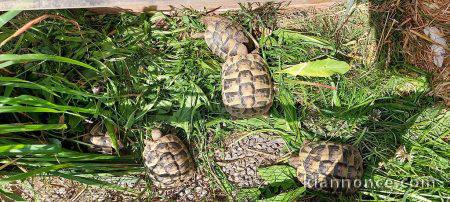 Magnifique tortues Hermann 