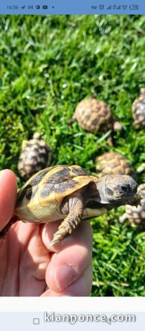 Jolie tortues terrestres avendre