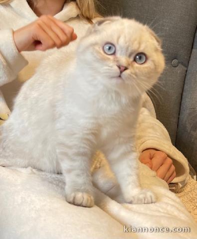 Chatons à donner disponible 