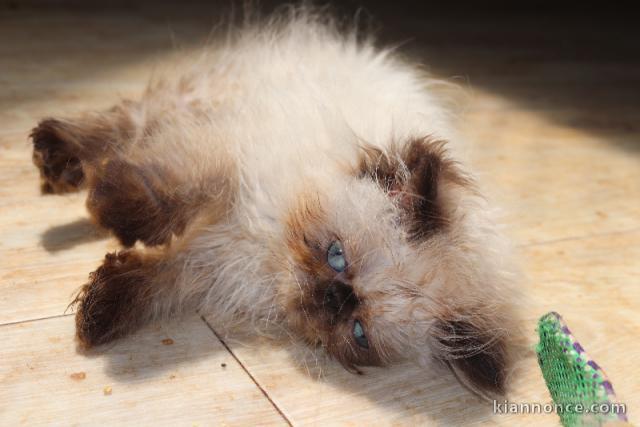 Je donne chaton sacré brimanie 