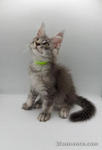 Chatons Maine coon disponible 